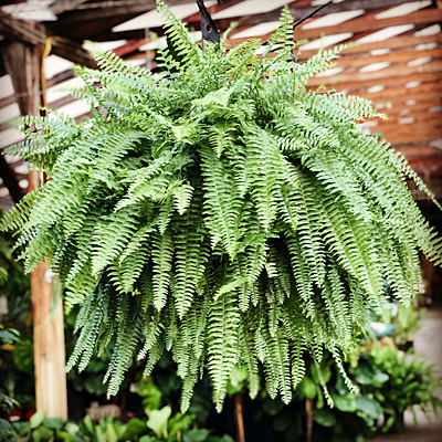 Indoor Ferns