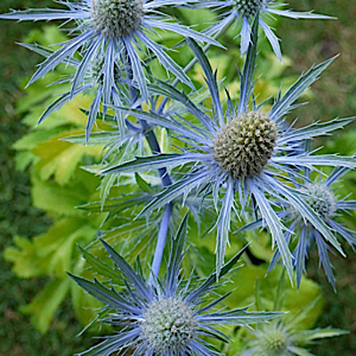 Eryngium x z. 'Neptune's Gold'