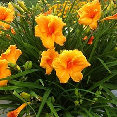 Hemerocallis 'Neverending Orange Blast'