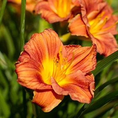 Hemerocallis 'Neverending Orange Tart'