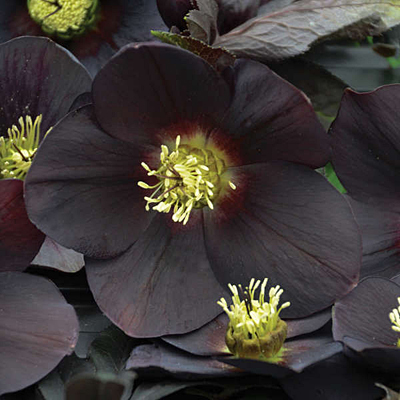 Helleborus x 'New York Night'