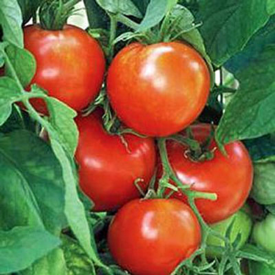 Tomato 'New Yorker'