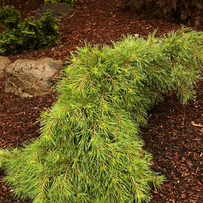 Pinus st. 'Niagara Falls'