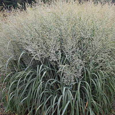 Panicum v. 'Niagara Falls'