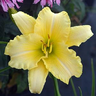 Hemerocallis 'Twice as Nice Cream'