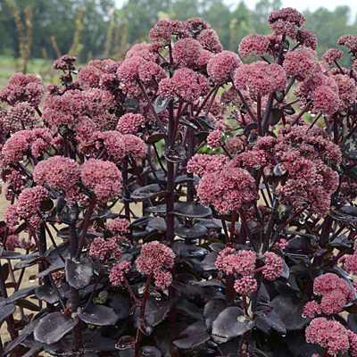 Sedum x 'Night Embers'