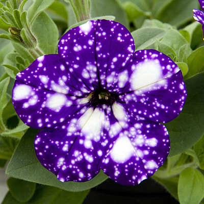 Petunia 'Headliner Night Sky'