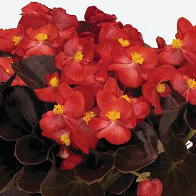 Begonia 'Nightlife Red'