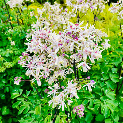 Thalictrum x 'Nimbus White'