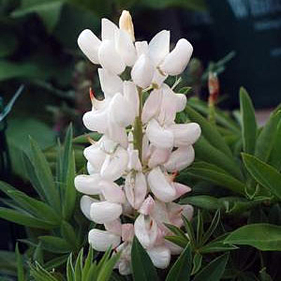 Lupinus 'Noble Maiden'