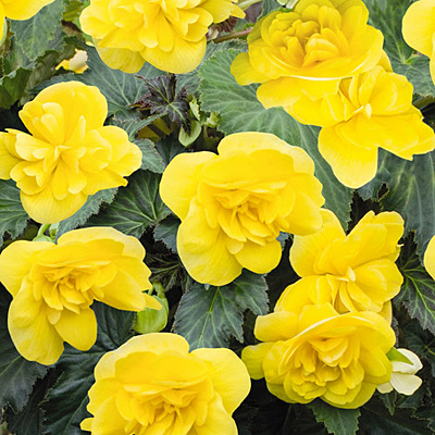 Begonia 'Nonstop Joy Yellow'