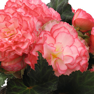 Begonia 'Nonstop Rose Picotee'