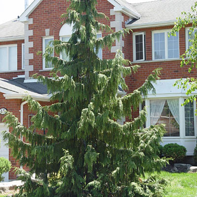 Chamaecyparis n. 'Pendula'