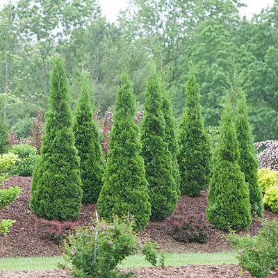 Thuja o. 'North Pole'