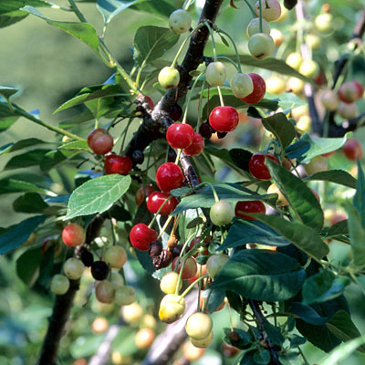 Prunus x 'North Star'