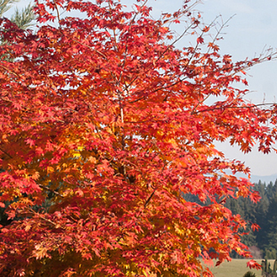 Acer x pseudo. 'North Wind'