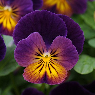 Viola x 'Northern Lights'