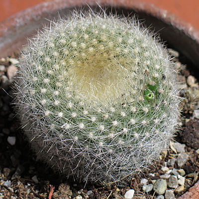 Notocactus