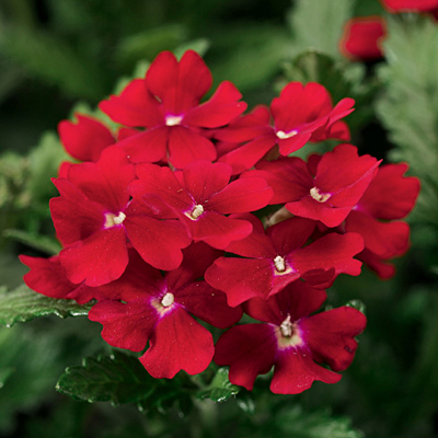Verbena 'Obsession Red'