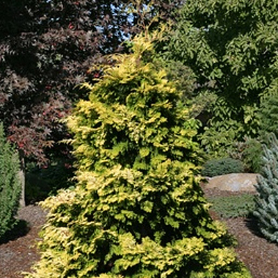 Chamaecyparis o. 'Aurea'