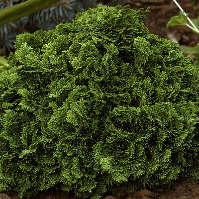 Chamaecyparis o. 'Nana'