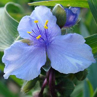Tradescantia v. 'Ocean Blue'