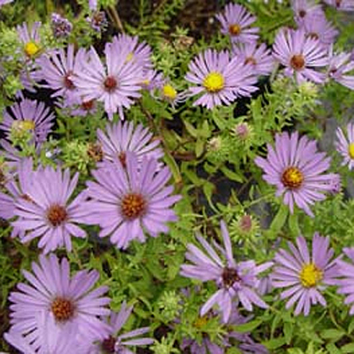 Aster oblongifolius 'October Skies'