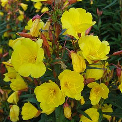 Oenothera f. 'Fireworks'
