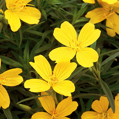 Oenothera 'Lemon Drop'