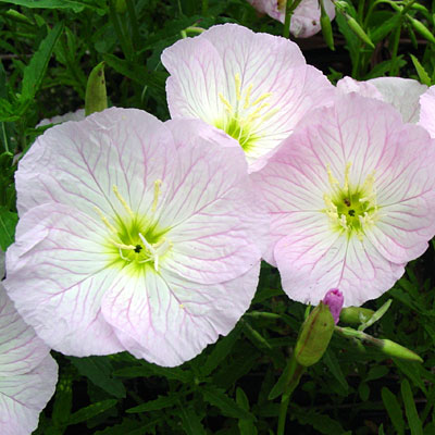 Oenothera s. 'Siskiyou'