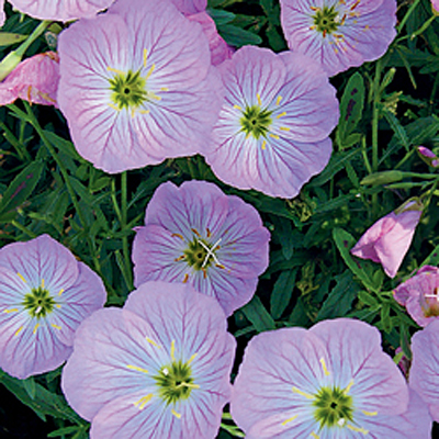 Oenothera x 'Twilight'