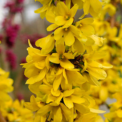 Forsythia x 'Show Off Starlet'