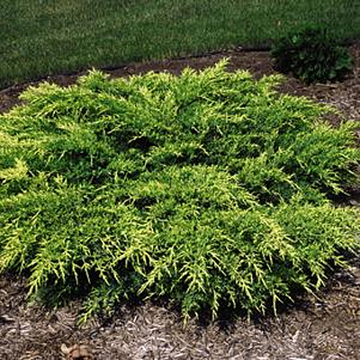 Juniperus ch. 'Old Gold'