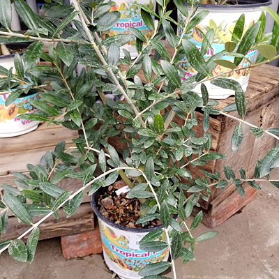 Olea europaea 'Arbequina'