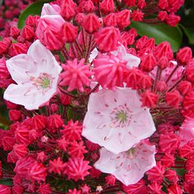 Kalmia l. 'Olympic Fire'