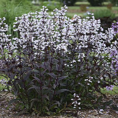 Penstemon d. 'Onyx and Pearls'
