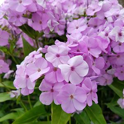 Phlox p. 'Opening Act Blush'