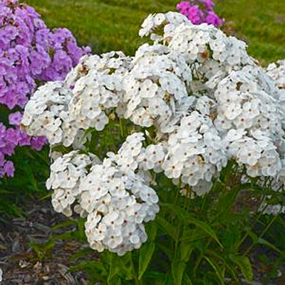 Phlox p. 'Opening Act White'