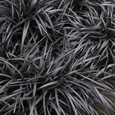Ophiopogon p. 'Nigra'