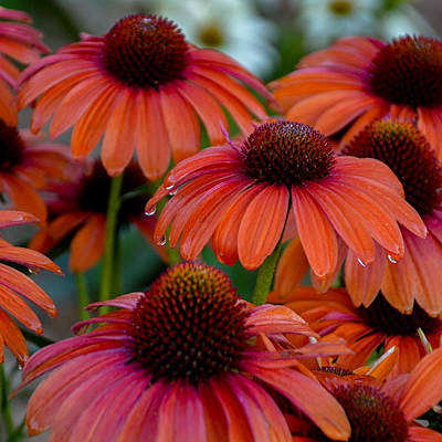 Echinacea x 'Orange You Awesome'