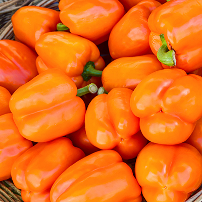 Pepper 'Orange Bell'