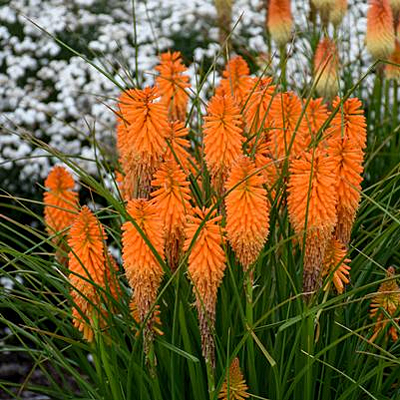 Kniphofia x 'Orange Blaze'