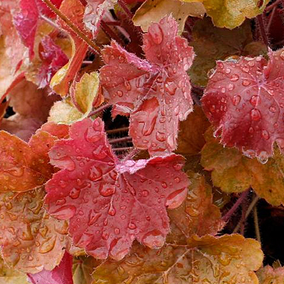 Heuchera x 'Sirens' Song Orange Delight'