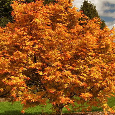 Acer pal. 'Orange Dream'