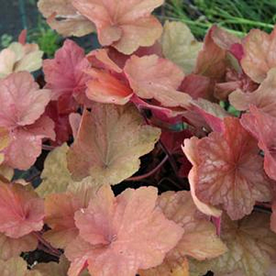 Heuchera x 'Orange Dream'