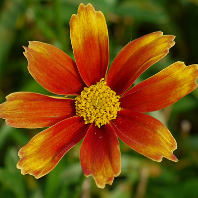 Coreopsis x 'Lil Bang Orange Elf'