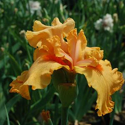 Iris g. 'Orange Harvest'