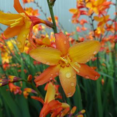 Crocosmia 'Orange Pekoe'