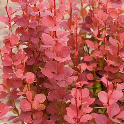 Berberis t. 'Orange Rocket'
