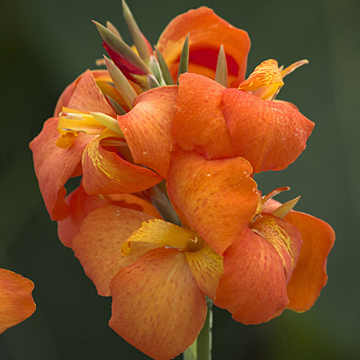 Canna 'Cannova Orange Shades'